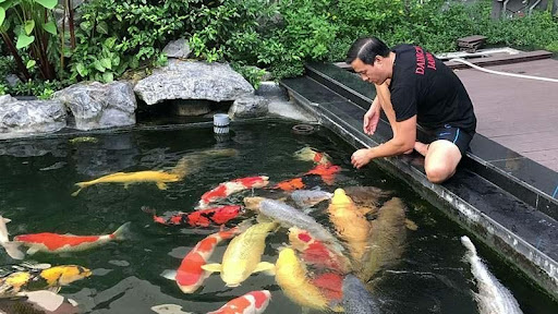 Hướng dẫn cách nuôi cá Koi chuẩn nhất tại Ishi Koi Farm